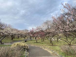 梅林【3月5日】