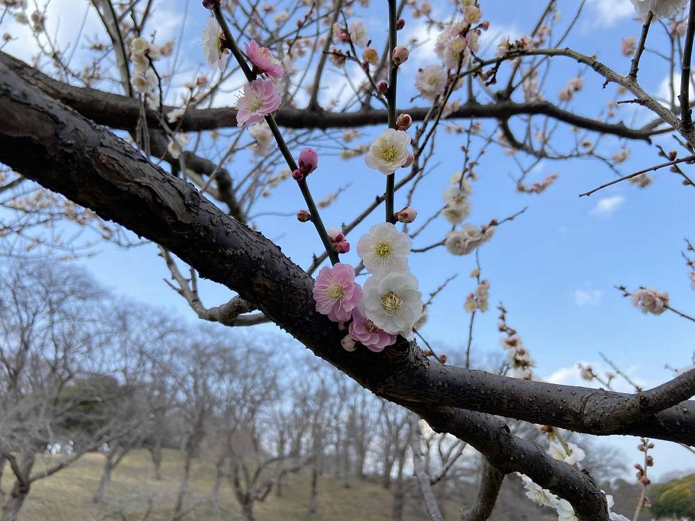 梅林【3.11】の写真