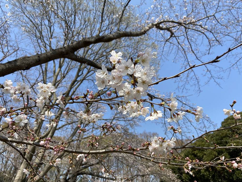 【桜ブログ】根岸森林公園には25品種の桜があります。の写真