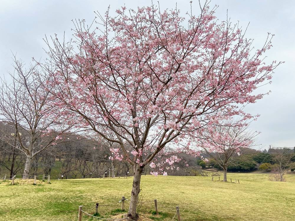 【桜ブログ】神代曙・大島桜がきれいです。の写真