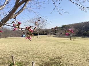 【桜ブログ】神代曙が色づいてきています。