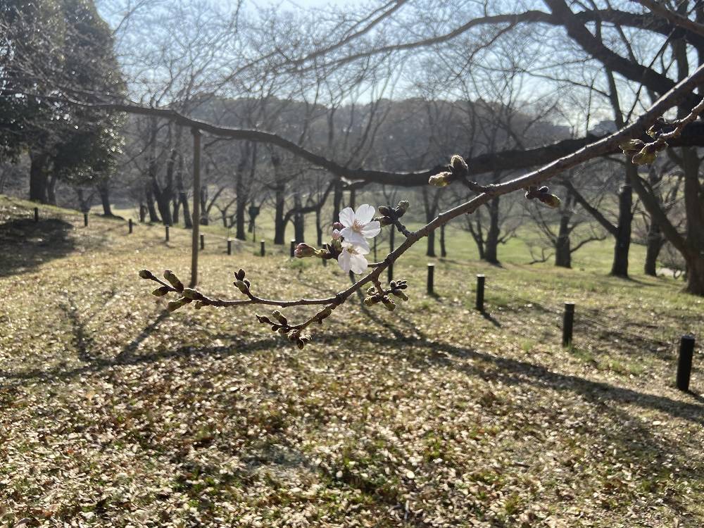 【桜ブログ】ハンブルグの桜の女王記念樹が開花しました。の写真