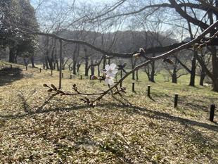 【桜ブログ】ハンブルグの桜の女王記念樹が開花しました。