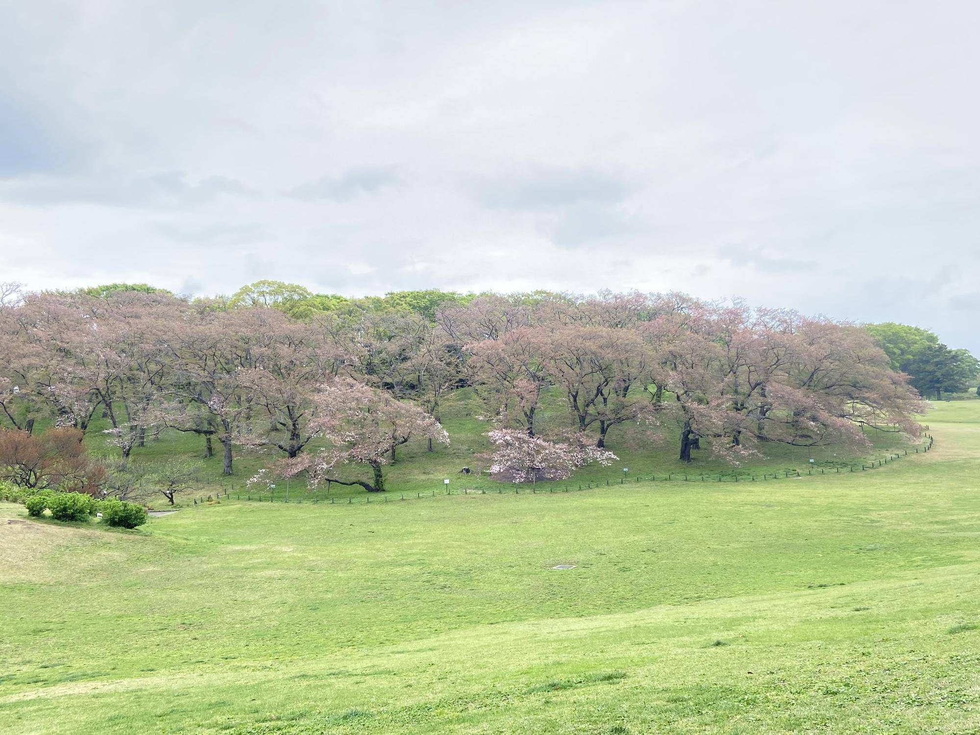 【桜ブログ】八重桜が咲いています。の写真