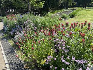 春の花がいっぱいです。