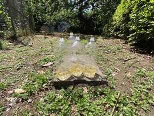 スズメバチトラップ設置中