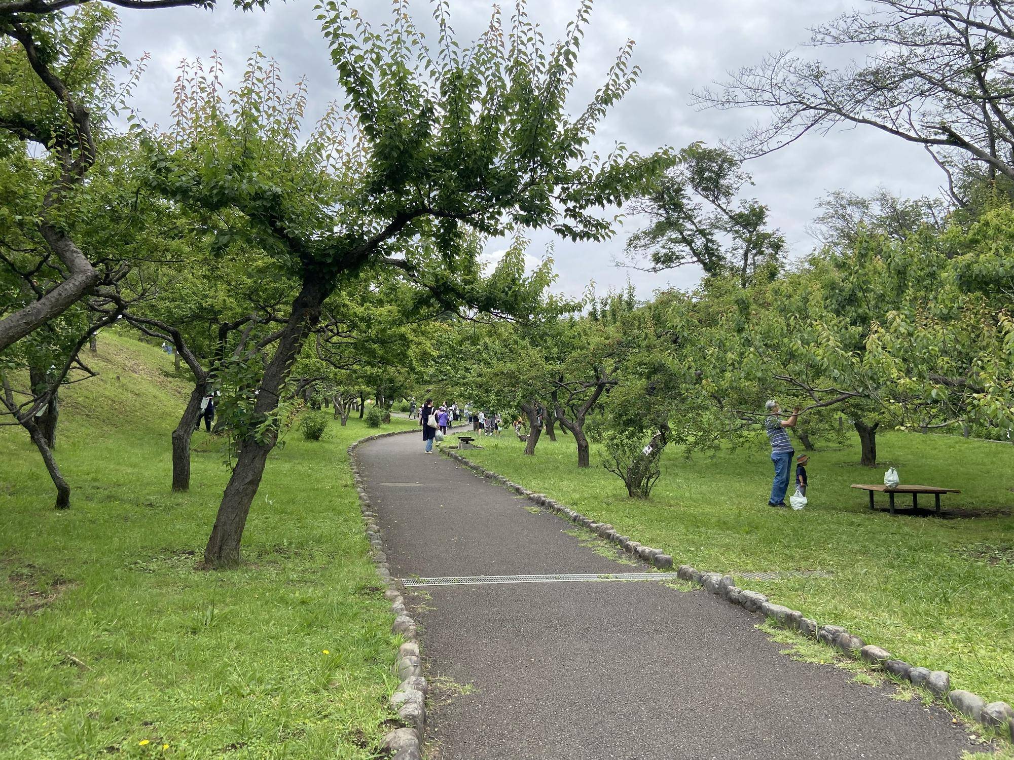 梅の収穫体験の写真
