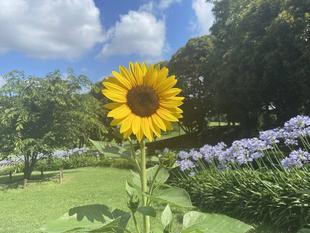 ひまわりとカサブランカ