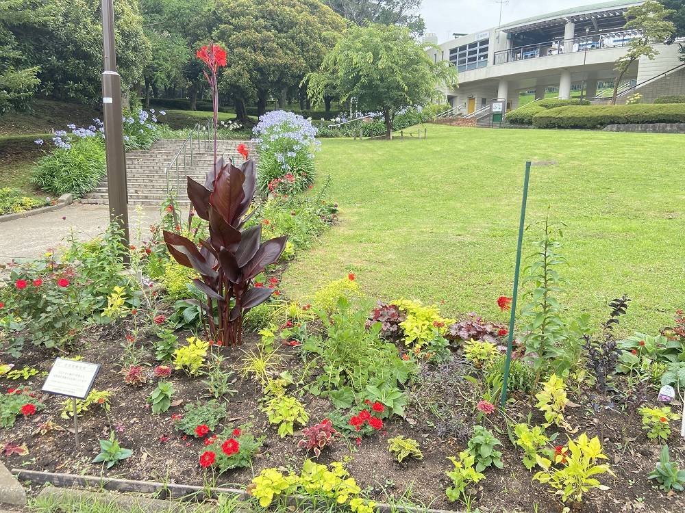 花苗の植え替えの写真
