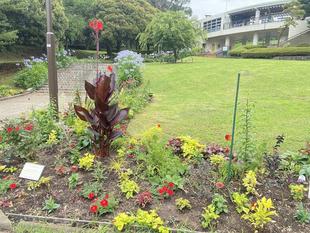 花苗の植え替え