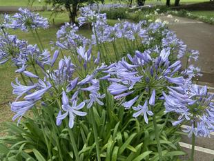 アガパンサスが咲いています。