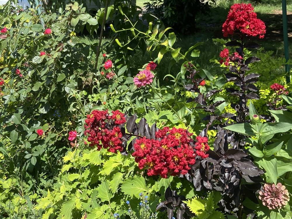夏の花壇の写真