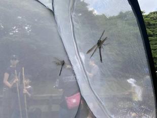 ９月のトンボとり大作戦