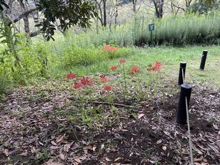 ヒガンバナが咲いています。