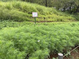 コスモスが大きくなりました。