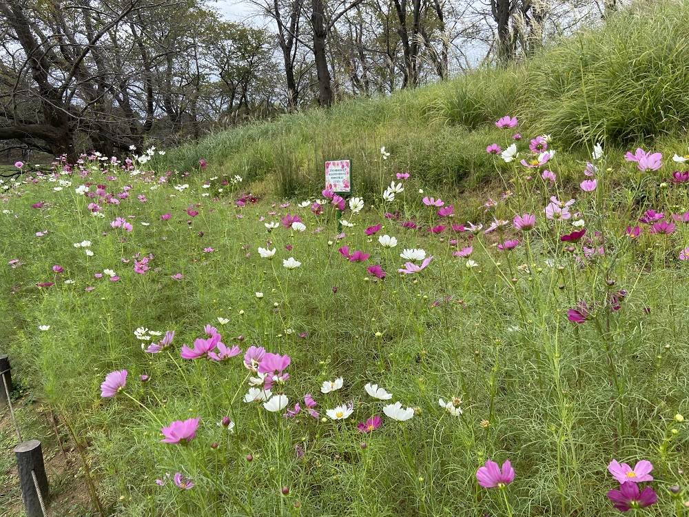 コスモス畑の写真