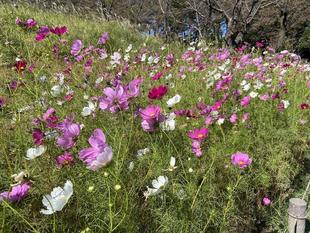 秋空にコスモスが映えています