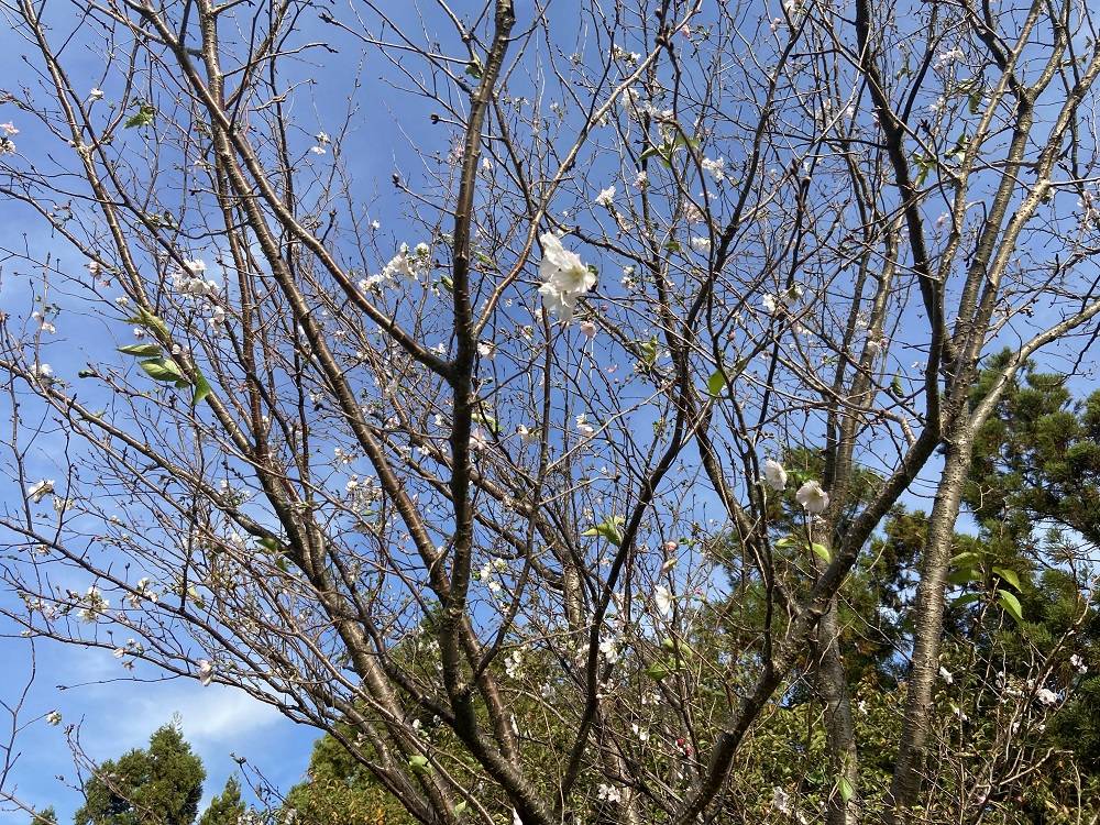 アーコレード(2期咲の桜)の写真