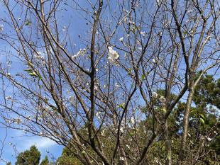 アーコレード（２期咲の桜）