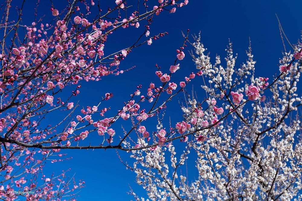[根岸森林公園]梅まつり