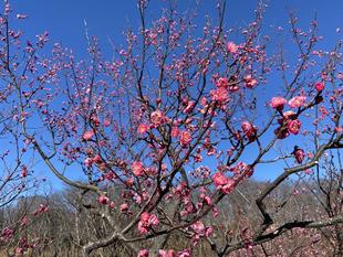梅林の様子（１月１２日）
