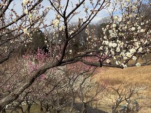 梅林の様子（１月１９日）