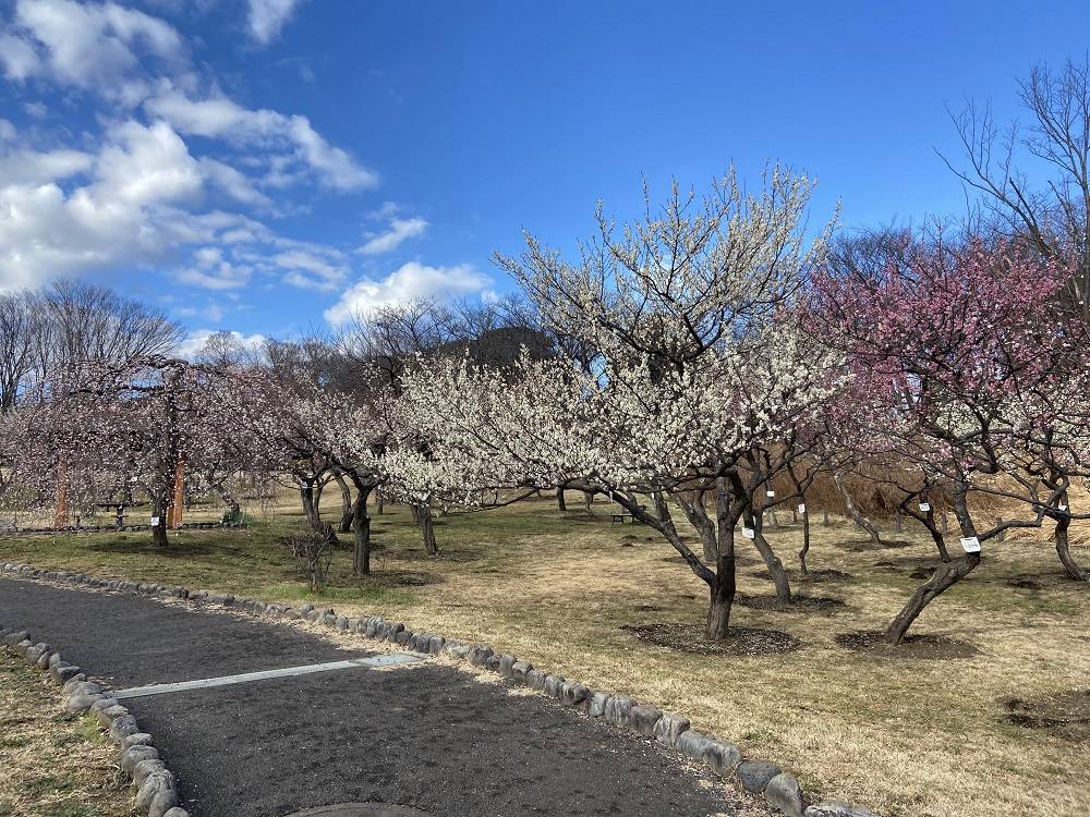 梅林の様子2月11日の写真
