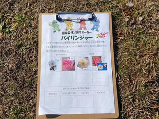 バイリンジャーの活動日