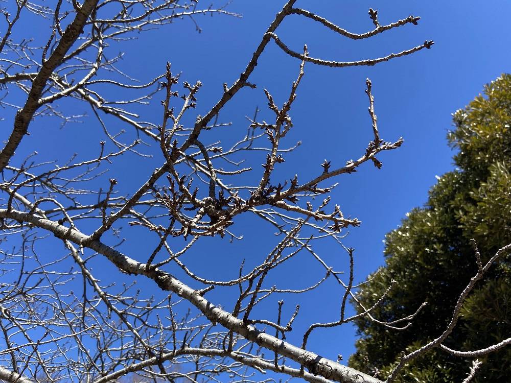 桜ブログ「ハンブルグの女王の桜」 2024.3.1号の写真