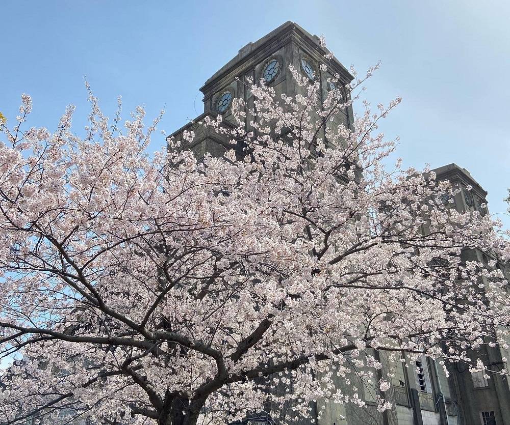桜ブログがスタートします。の写真
