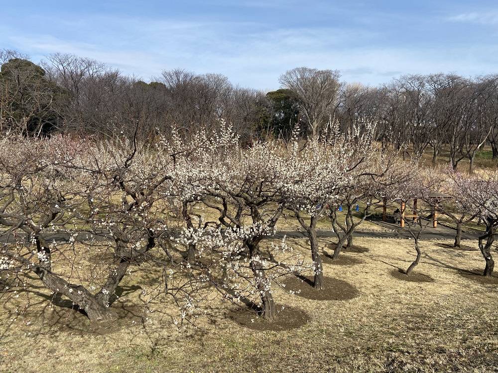 梅林の様子(2月16日)の写真