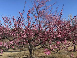梅林の様子（２月７日）