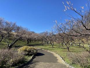 梅林の様子（2月27日）