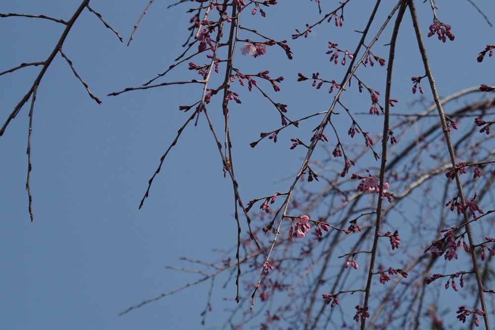 桜ブログ「根岸森林公園桜の開花状況」 2024.3.16号の写真