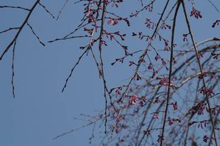 桜ブログ「根岸森林公園桜の開花状況」 2024.3.16号