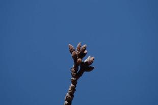 桜ブログ「根岸森林公園桜の開花状況」 2024.3.10号