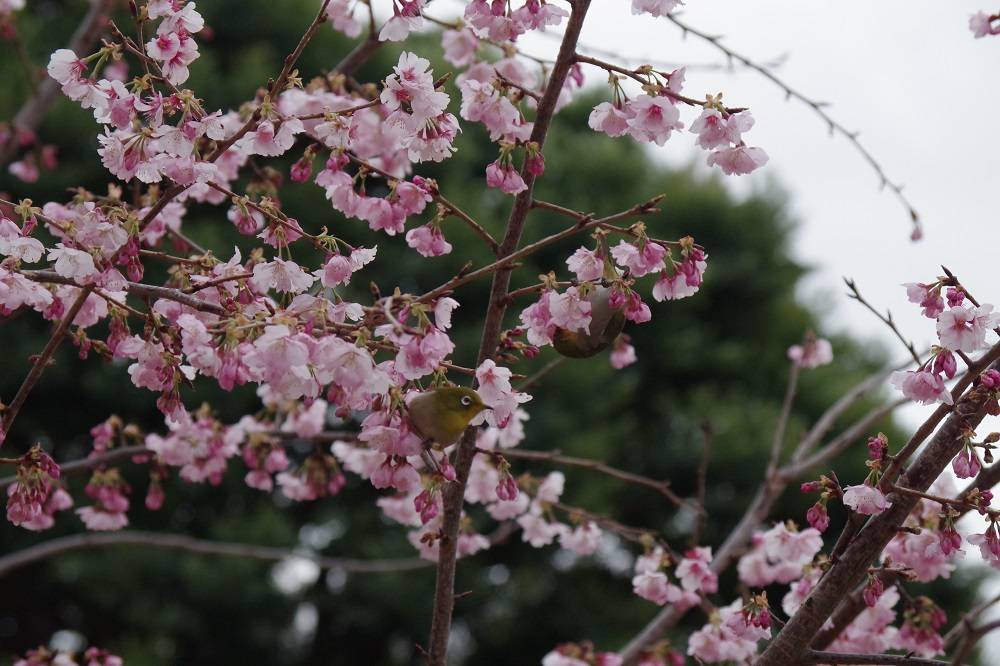 桜ブログ「根岸森林公園桜の開花状況」 2024.3.7号の写真