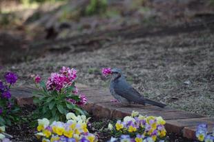 根岸森林公園の生き物たち 2024.3.10