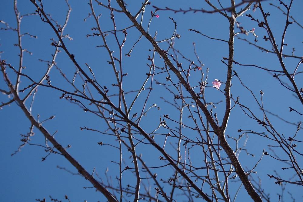 桜ブログ「根岸森林公園桜の開花状況」 2024.3.27号の写真