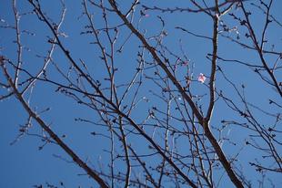 桜ブログ「根岸森林公園桜の開花状況」 2024.3.27号