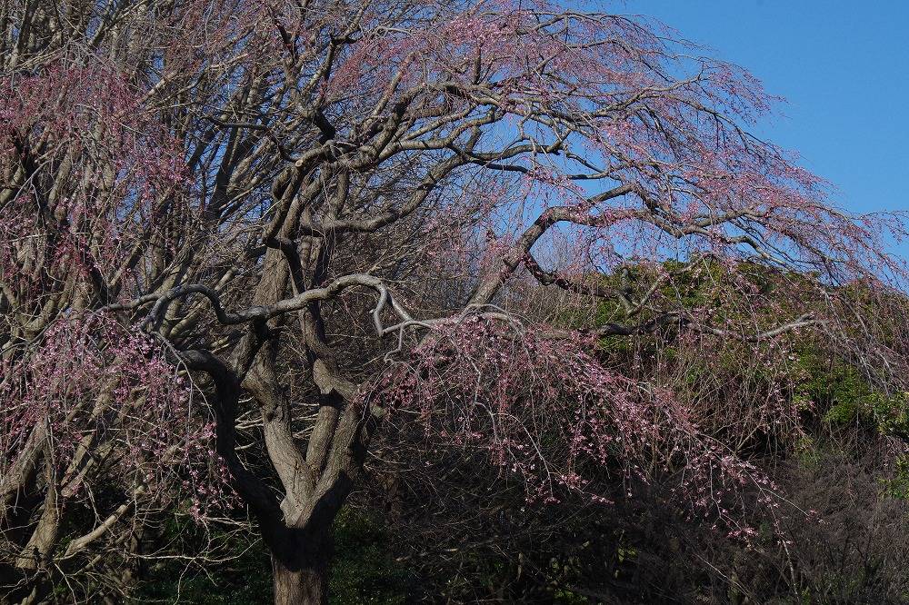 桜ブログ「根岸森林公園桜の開花状況」 2024.3.20号の写真