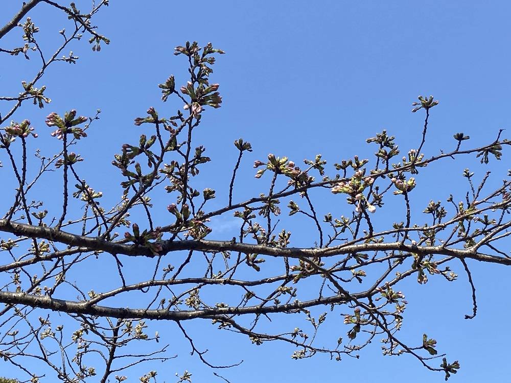 桜ブログ「根岸森林公園桜の開花状況」 2024.3.31号の写真