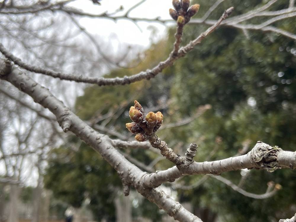 桜ブログ「根岸森林公園桜の開花状況」 2024.3.24号の写真