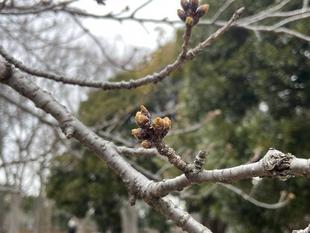 桜ブログ「根岸森林公園桜の開花状況」 2024.3.24号