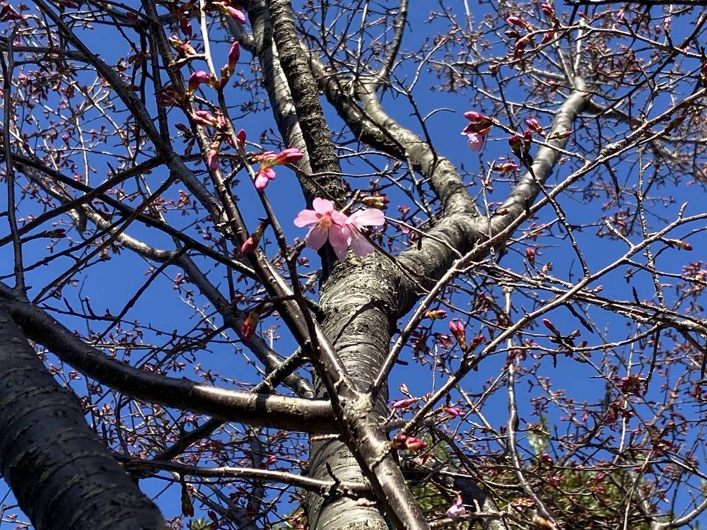 桜ブログ「ハンブルグの女王の桜」 2024.3.5号の写真