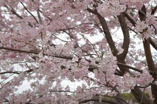 桜ブログ「4月4日:今日の桜」2024.4.4号
