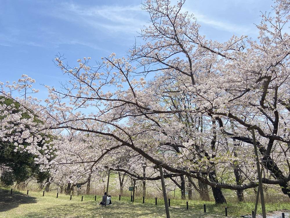 【桜ブログ】まだまだきれいな桜山です。2024.4.11号の写真