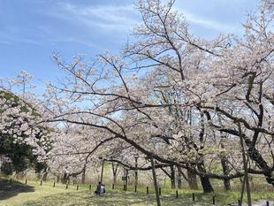 【桜ブログ】まだまだきれいな桜山です。2024.4.11号