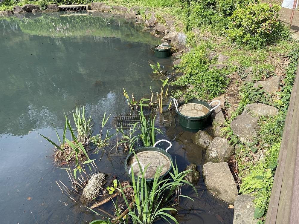 蓮を植えましたの写真