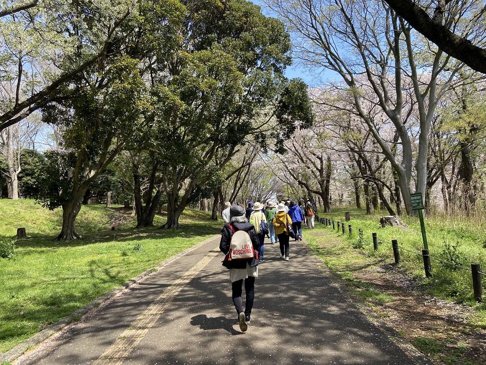 桜ガイドツアーの写真